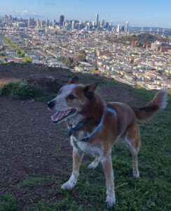 Dog Overlooking San Francisco - Slightly Educational